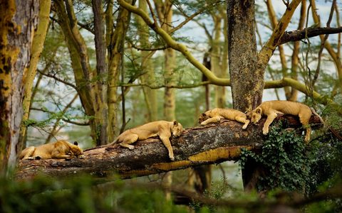 Animals Wildlife Nature