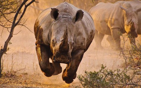Animals Wildlife Nature