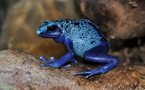 Animals Wildlife Nature