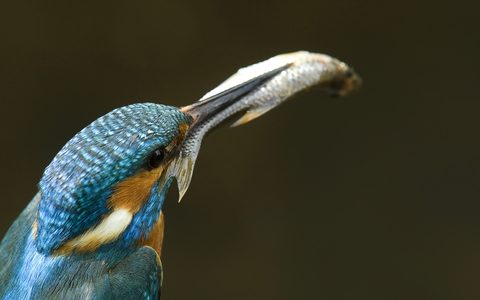 Animals Wildlife Nature