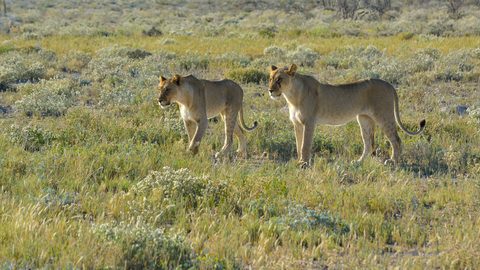 Animals Wildlife Nature