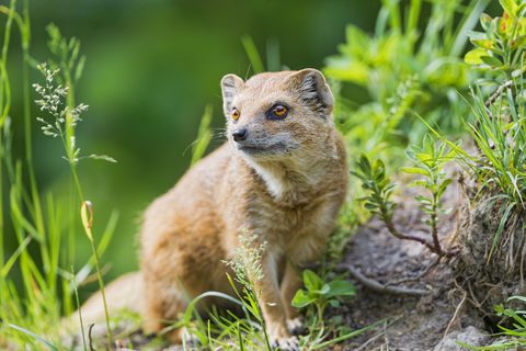 Animals Wildlife Nature