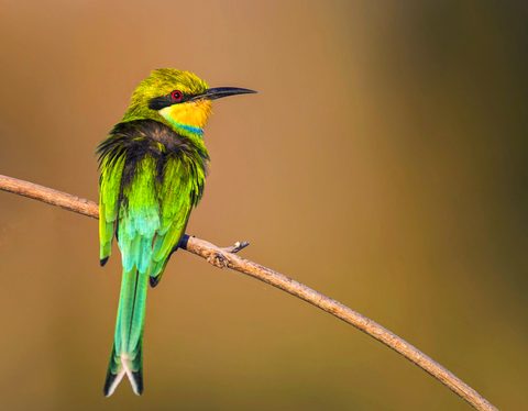 Animals Wildlife Nature