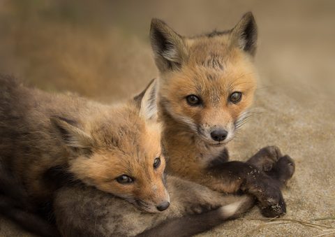 Animals Wildlife Nature