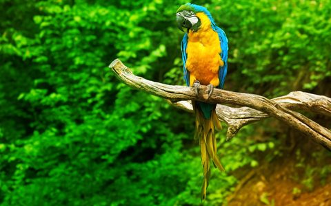 Animals Wildlife Nature