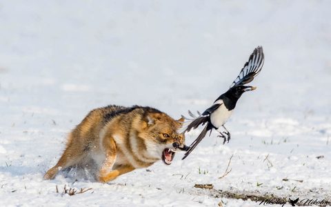 Animals Wildlife Nature