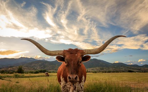 Animals Wildlife Nature