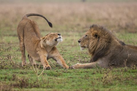 Animals Wildlife Nature