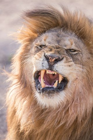 Animals Wildlife Nature