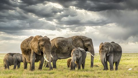 Animals Wildlife Nature