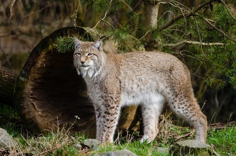 Animals Wildlife Nature
