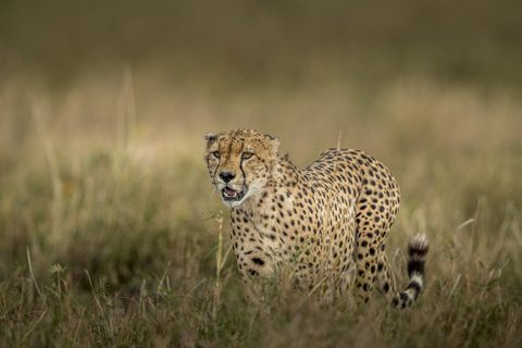 Animals Wildlife Nature