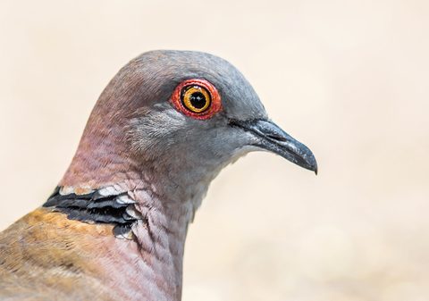 Animals Wildlife Nature