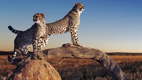 Animals Wildlife Nature