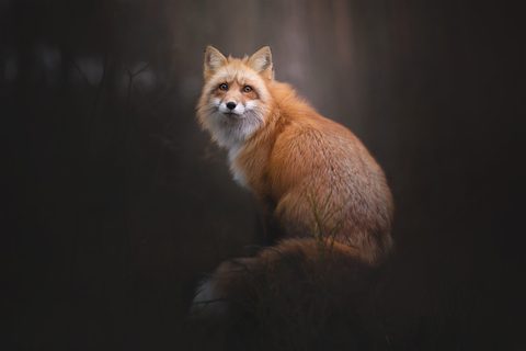 Animals Wildlife Nature