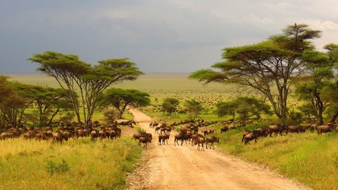 Animals Wildlife Nature