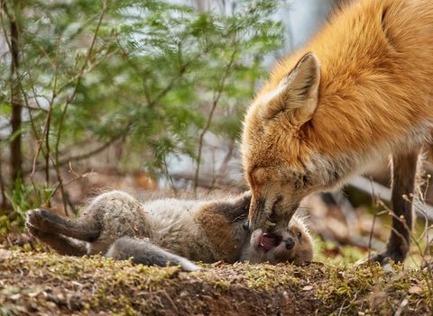 Animals Wildlife Nature