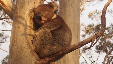 Animals Wildlife Nature
