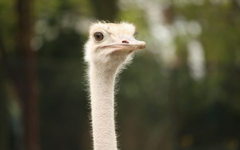Animals Wildlife Nature