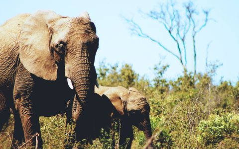 Animals Wildlife Nature