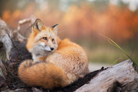Animals Wildlife Nature