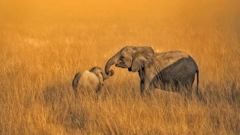 Animals Wildlife Nature