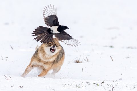 Animals Wildlife Nature