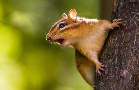 Animals Wildlife Nature
