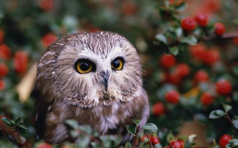 Animals Wildlife Nature