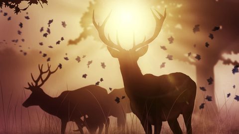 Animals Wildlife Nature