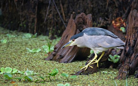 Animals Wildlife Nature