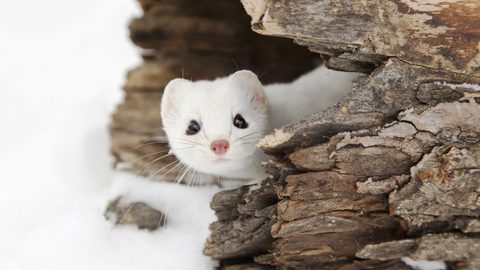 Animals Wildlife Nature
