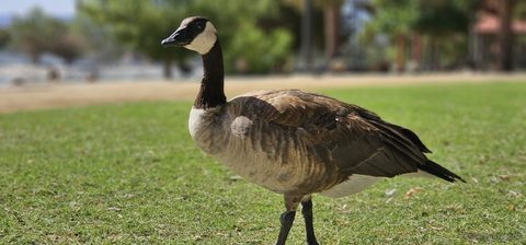 Animals Wildlife Nature