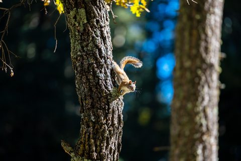 Animals Wildlife Nature