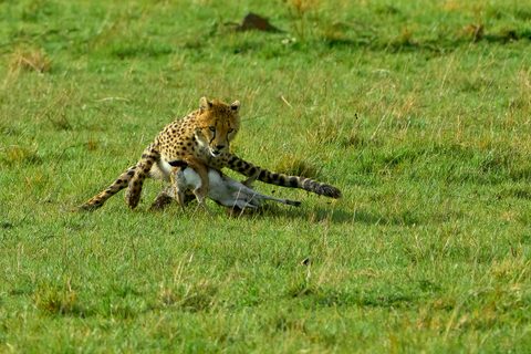 Animals Wildlife Nature