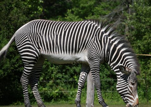 Animals Wildlife Nature