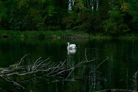 Animals Wildlife Nature