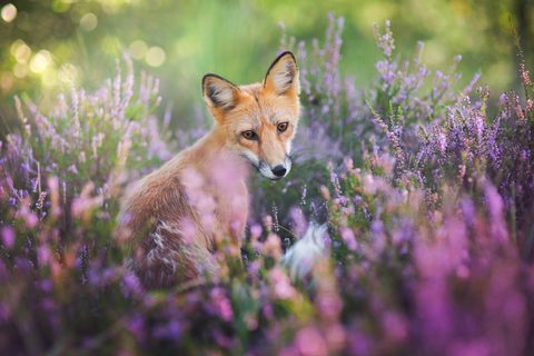 Animals Wildlife Nature