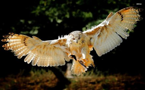 Animals Wildlife Nature