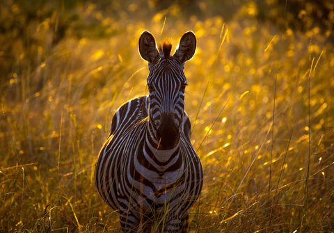 Animals Wildlife Nature
