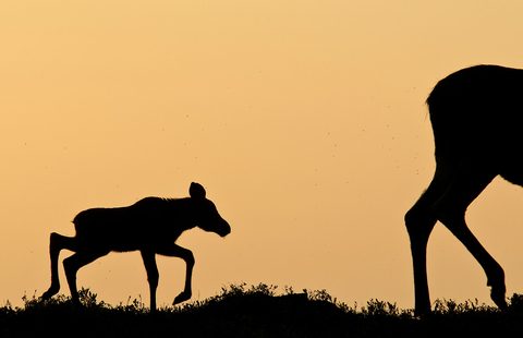 Animals Wildlife Nature