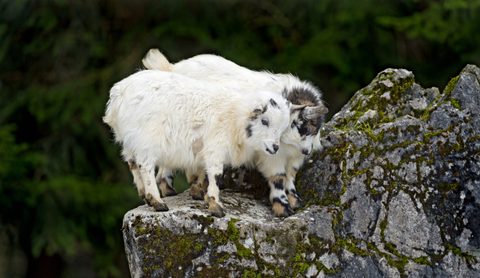 Animals Wildlife Nature