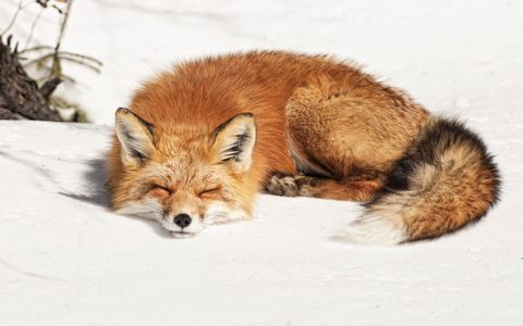Animals Wildlife Nature