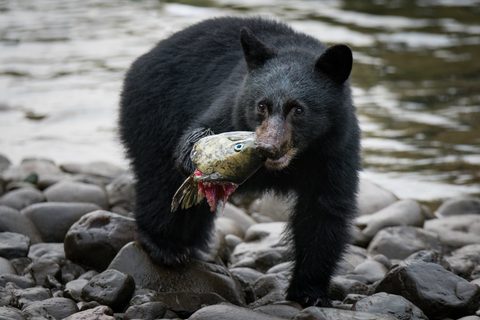 Animals Wildlife Nature
