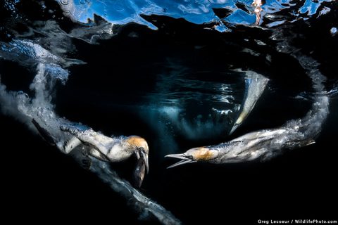 Animals Wildlife Nature