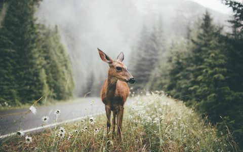 Animals Wildlife Nature
