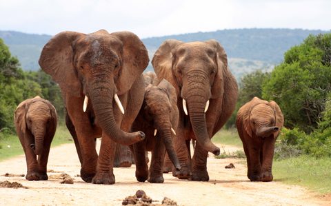 Animals Wildlife Nature