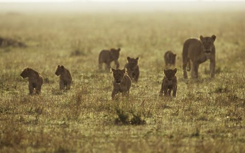 Animals Wildlife Nature