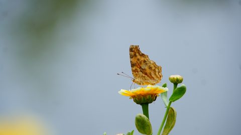 Animals Wildlife Nature