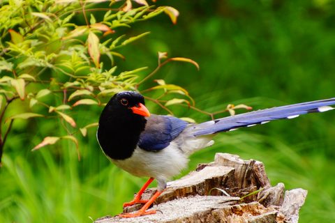 Animals Wildlife Nature